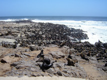 Seal colony in Hentiesbaai